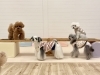 くまくん&チップくん みんなそろそろシーソーに慣れてきたかなぁ。 写り込むアモルくん&めめ。「ましゅまろ幼稚園🐾」