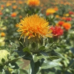 【桶川市】第29回桶川べに花まつり(2026年6月20日・21日)