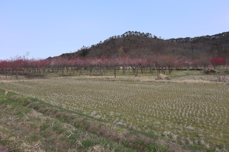 「長井市の梅林の梅が、そろそろ見ごろを迎えますよぉ❕」