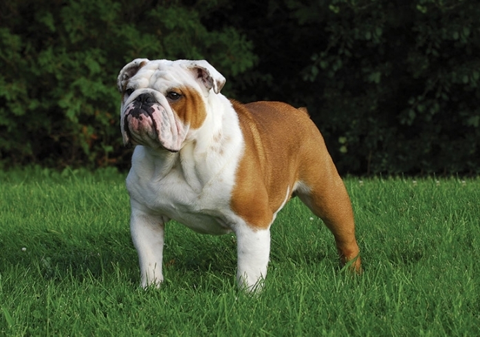Bulldog「Teacher'sコーナー41号  America's Top 5 Favorite Dog Breeds【蘇我駅近くの英会話教室】043-209-2310」