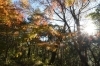 紅葉している木々の間からの木漏れ日も綺麗です。