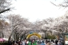 市役所さくら通りの桜並木