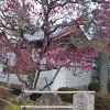 法住寺の梅