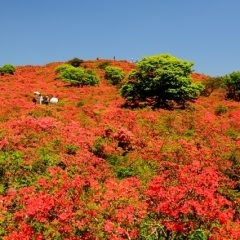 室根山（むろねさん）