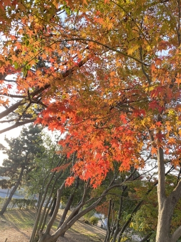 昨年の鶴林寺公園の紅葉「今年の紅葉🍁の予想は？」