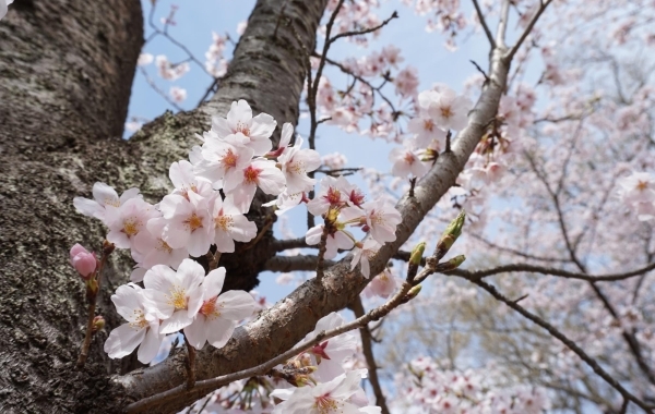 鎌ケ谷でお花見するならここ！　鎌ケ谷市の桜情報【2024年】