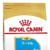 RC BHN プードル 子犬 800g