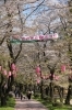 おおさわ桜まつり
