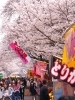 桜満開での桜まつりで出店も賑わっていました!