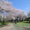 智光山公園(植物園)の桜2017