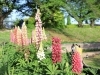 大型花壇のルピナスと散策の風景