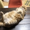 ココ くん