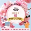 【募集】まいぷれ明石市・神戸市西区・加古川市の「桜フォトコンテスト2026」を開催! 市内の桜の写真を投稿しよう!