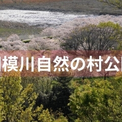 ■桜特集■【相模川自然の村公園】市営のキャンプ場ではバーベキューも楽しめます!