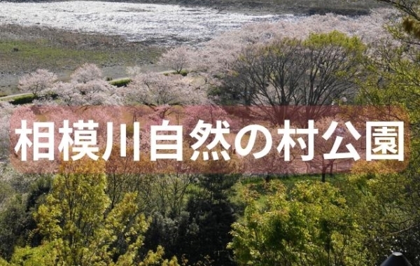 ■桜特集■【相模川自然の村公園】市営のキャンプ場ではバーベキューも楽しめます！