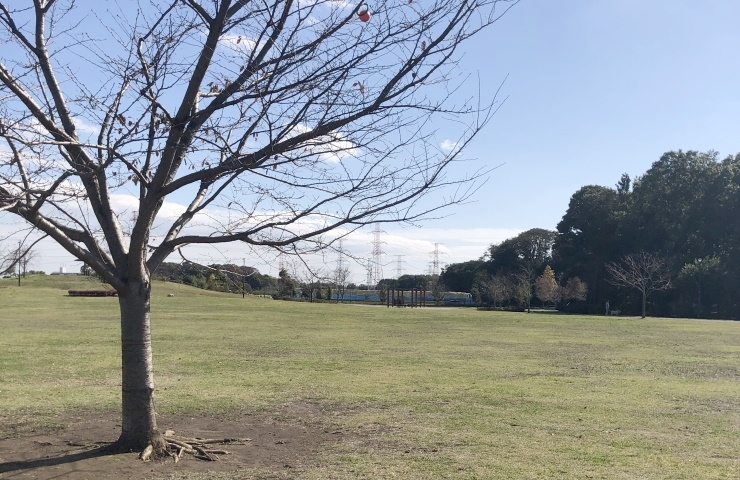 白井総合公園 芝生広場