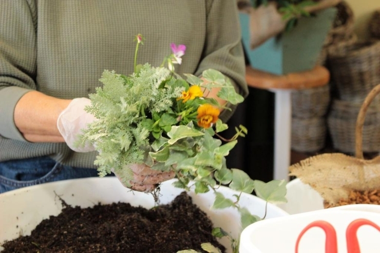 《体験の様子》花束のように組んで植え込みます。25cmの器に10株以上植え込みました！