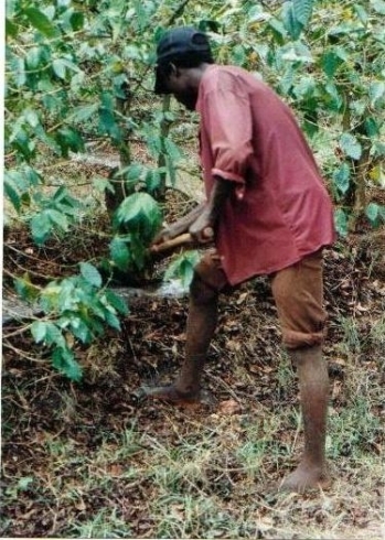 「世界コーヒー生産国　探訪シリーズ　　「アフリカ編」　　　　コーヒー豆 ケニア」