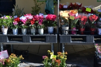 花鉢の販売