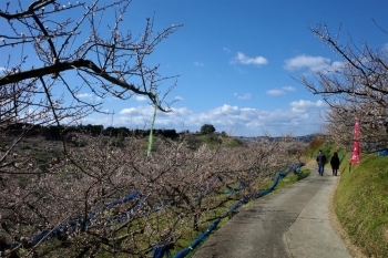 ここからは緩やかな下り坂。梅の木はずっとずっと続きます。