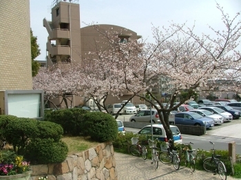 公民館の入り口から見える桜の様子です。