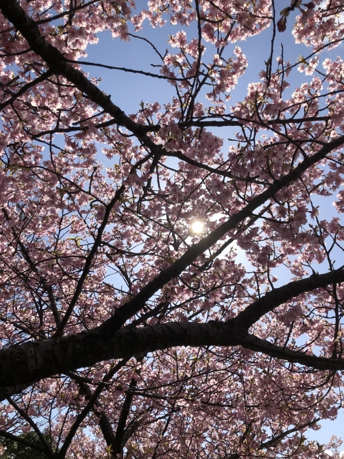 松江市八束町大塚山公園の桜の開花状況