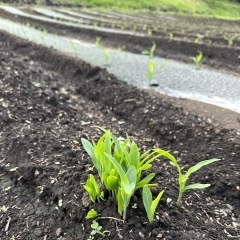 第４回　薮川とうもろこし栽培体験記2023　～ 岩手県盛岡市薮川 ～