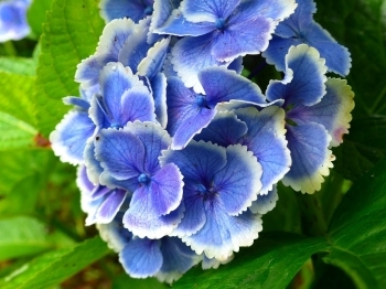 清々しい青に白が映える、なんとも涼やかな紫陽花