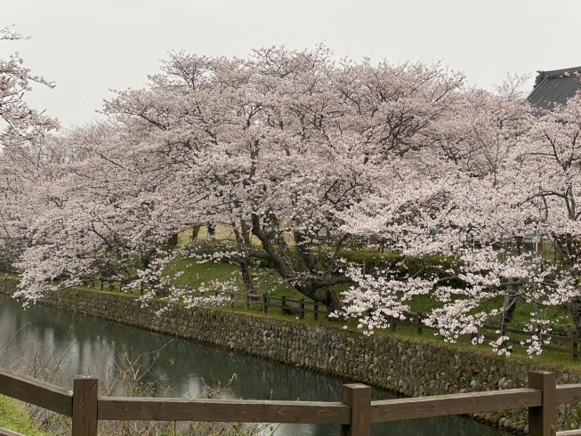 鳥取市「鹿野城跡公園」の見事な桜「2020 桜情報」