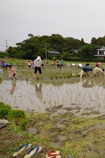 6月の田植えの会より。泥と水の感触、水棲生物との出会いも体験「ガバレ農場」