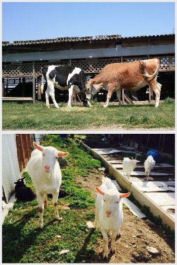 牛たちをはじめやぎやポニーなどたくさんの動物が暮らしています「みさお牧場直営店 ミルク工房ジェラテリアMISAO本店」