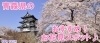 青森県のおススメ!お花見スポット♪