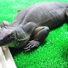 超レアな生体もいる？！霧島市の爬虫類専門店【霧島市】