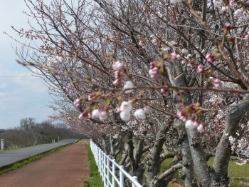 春には桜がきれいです。