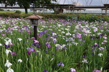 小岩菖蒲園