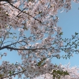 満開の桜と青空のコラボ「ゆかどん」さんより