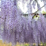 藤の花が満開です！【三島市塚原新田】　２０２１年４月２５日（日）