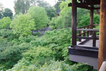 橋の上から見渡す限りの緑