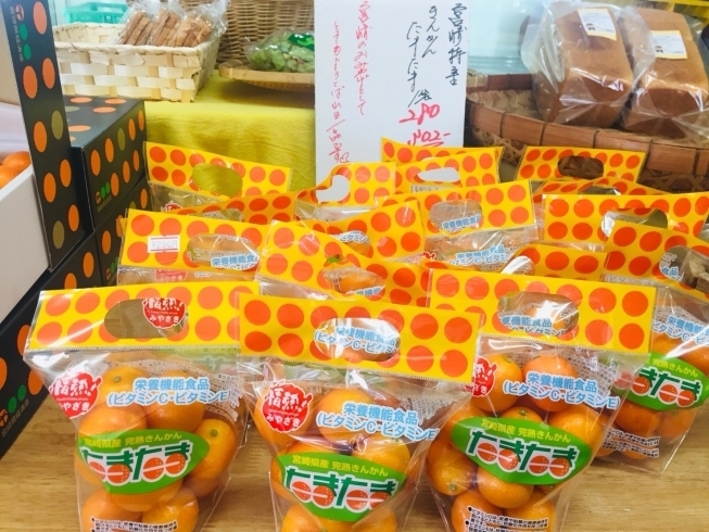 「完熟きんかんたまたま入荷しています♪エクセレントもありますよ！【黒木商店】」