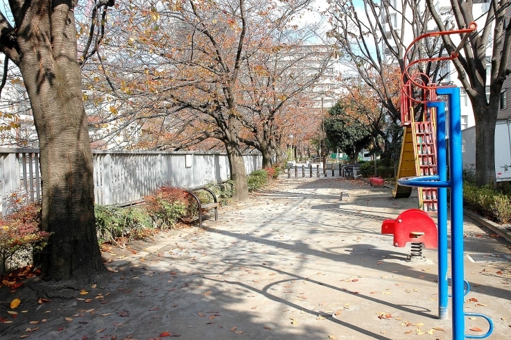 「神田上水公園」桜並木の下を歩く神田川沿いの公園