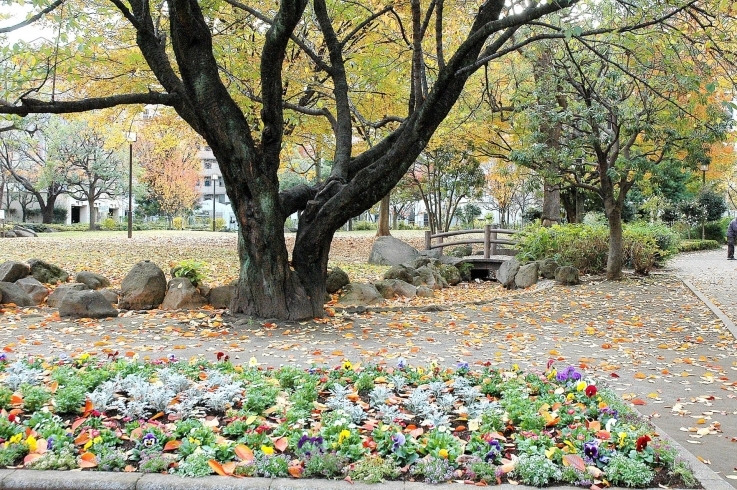 「百人町ふれあい公園」広々とした芝生広場、自由広場もあり、多目的に利用できる公園