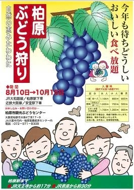 「今年も待ち遠しい「柏原ぶどう」のぶどう狩りが始まりました!」