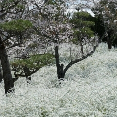 愛知県緑化センター　昭和の森のユキヤナギ