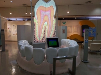歯についての基礎知識や虫歯の予防法などを解説
