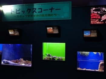 スタッフオススメの海の生きもの展示