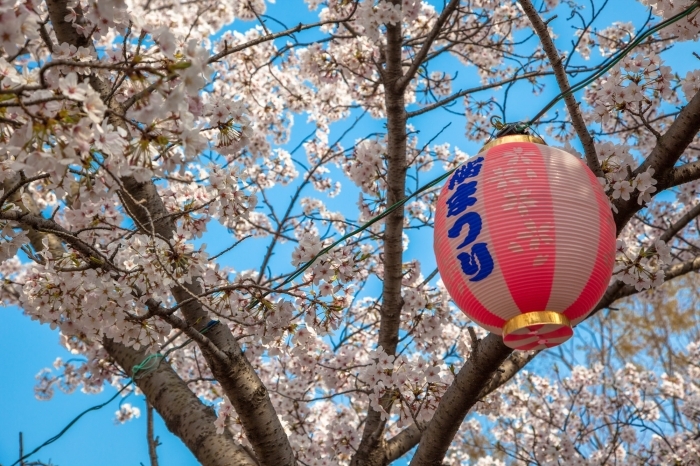 夜桜の明石公園も素敵