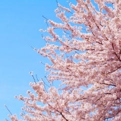 北区田端の桜特集