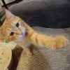 【猫カフェ】初心者が猫さんと仲良く遊ぶ方法<動画あり>