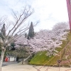 【朝倉緑のふるさと公園 桜情報 愛媛/今治市】 豊かな自然と遊具を楽しもう!