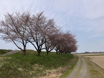 温かいので咲き始めましたね！